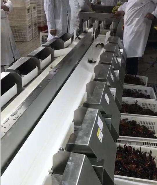 Lobster Shrimp Microwave Sterilizer Sorting Machine