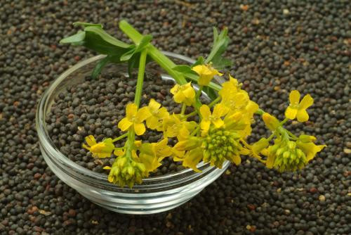 Rapeseed Oil Plant